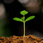 planta germinando