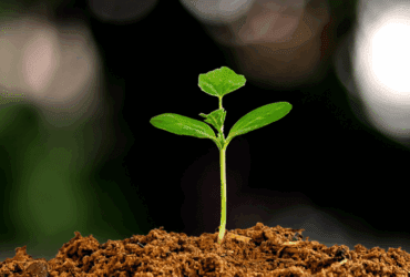 planta germinando