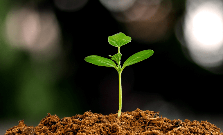 planta germinando