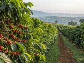 Produtor transforma vida com café e projeta expansão