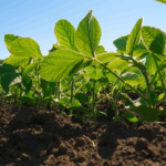 plantacao soja germinando