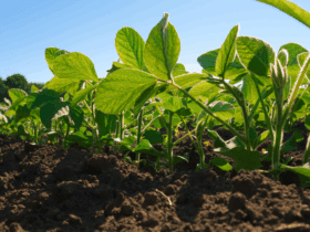 plantacao soja germinando