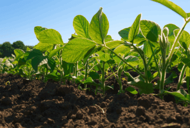plantacao soja germinando