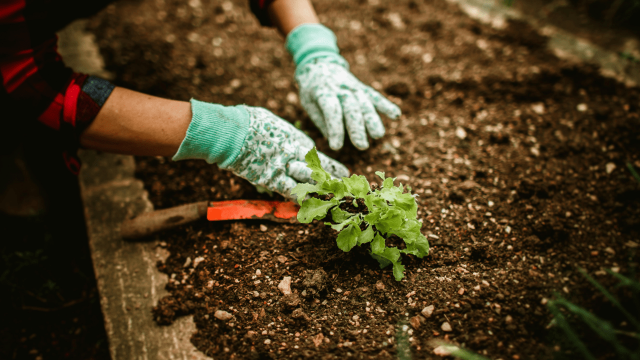 plantio de horta em casa