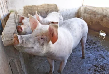 Suinocultura impulsiona produção e mira exportações em Mato Grosso