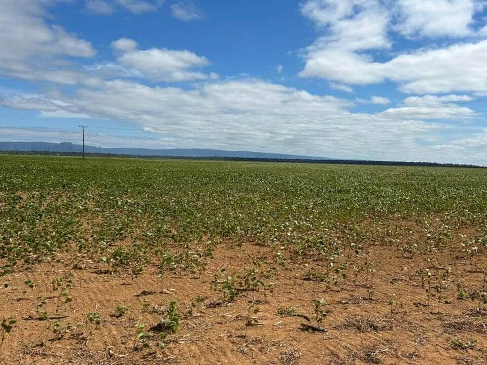 Indea realiza mais de 2 mil fiscalizações no início do vazio sanitário da soja em MT 82 Fiscalizações visam garantir a ausência de plantas vivas de soja para evitar a proliferação da ferrugem asiática; 22 amostras já testaram positivo para o fungo no estado