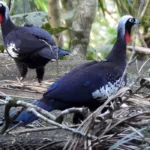 Jacutingas são devolvidas à natureza em São Paulo para preservar a Mata Atlântica