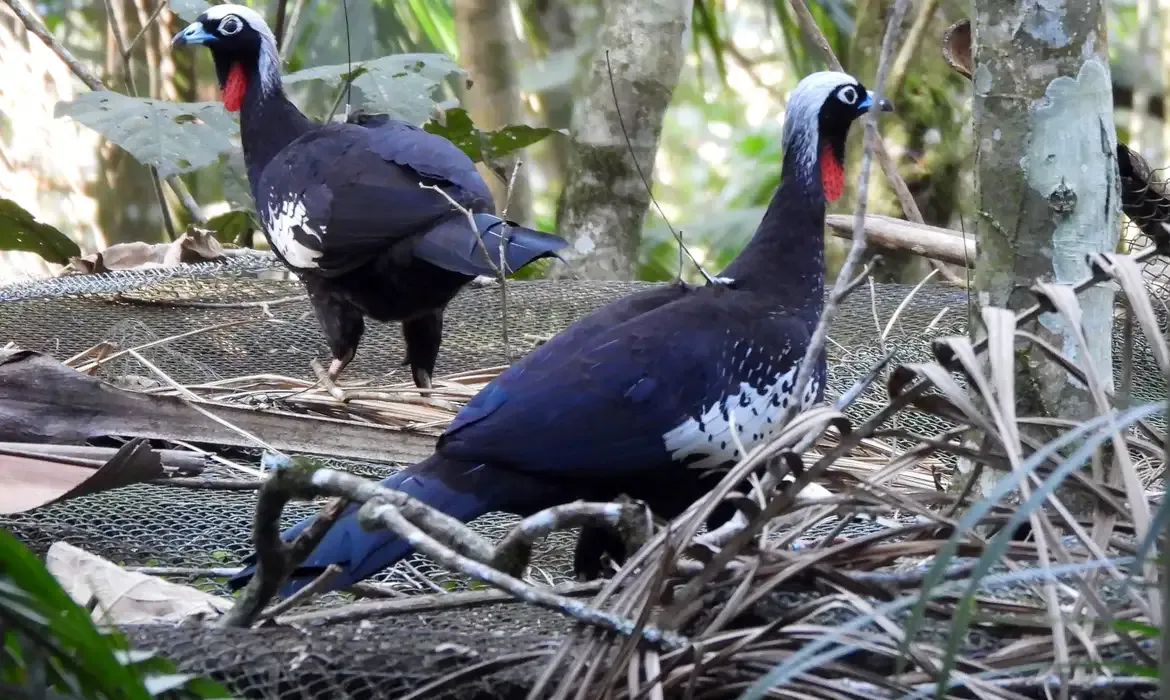 Jacutingas são devolvidas à natureza em São Paulo para preservar a Mata Atlântica