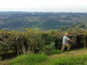 Brasília - O produtor Raimundo Zucchi,em sua propriedade na Linha Eulália, zona rural de Bento Gonçalves, onde planta sete variedades de uva (Daniel Isaia/Agência Brasil)