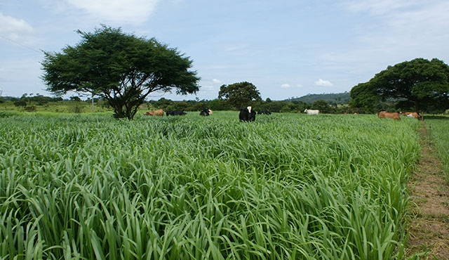 Brasil e Japão desenvolvem projeto para recuperação de pastagens degradadas 88 250804 todos.com MFC Jica e pastagens degradadas Gabriel Faria