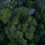 Países amazônicos defendem fundo para preservar florestas
