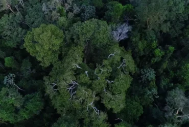Países amazônicos defendem fundo para preservar florestas