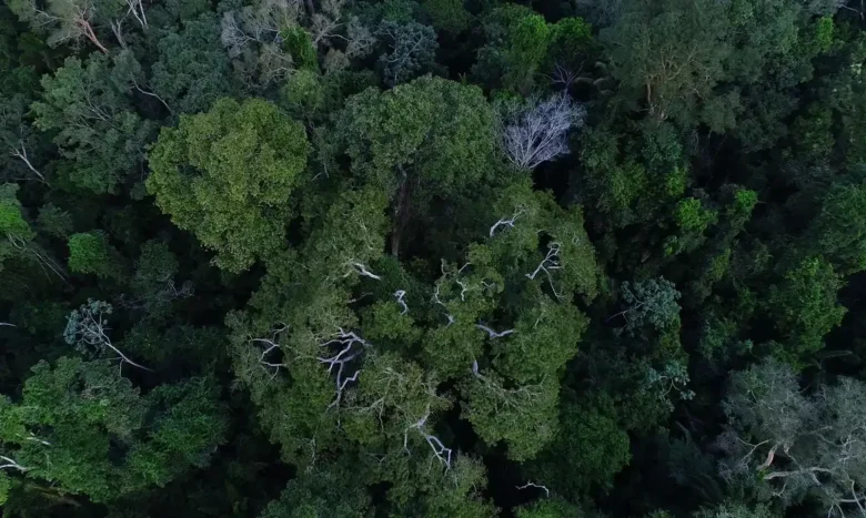 Países amazônicos defendem fundo para preservar florestas