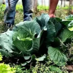 Agricultura receberá R$ 60 milhões para ampliar produção de bioinsumos