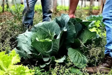Agricultura receberá R$ 60 milhões para ampliar produção de bioinsumos