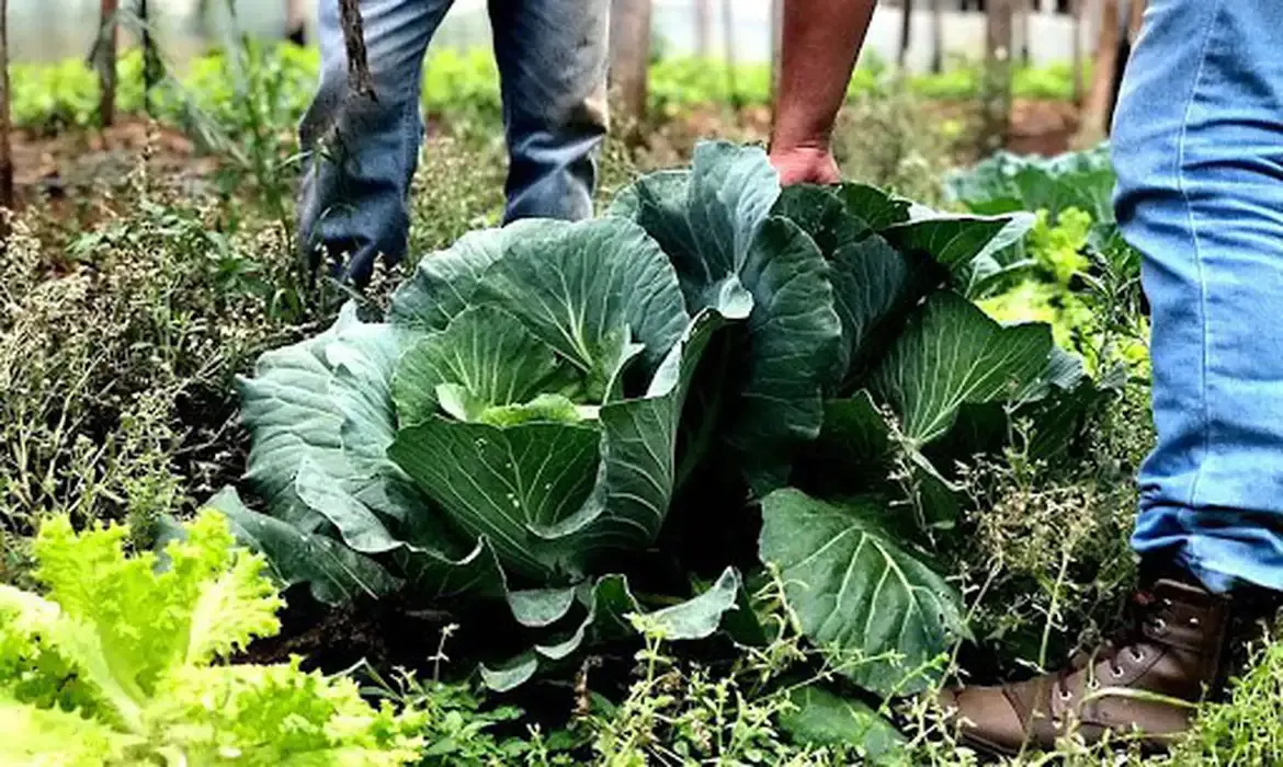 Agricultura receberá R$ 60 milhões para ampliar produção de bioinsumos