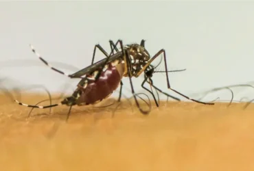 Mosquitos ampliam risco de doenças e se tornam desafio crescente na Europa