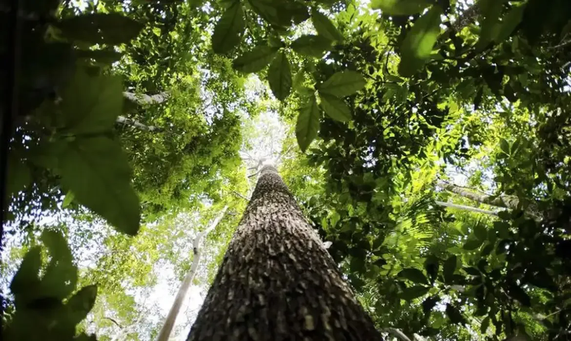 Países da OTCA defendem fundo florestal com recursos para indígenas