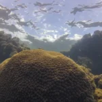 Tamandaré (PE), 25/10/2023 - Coral Montastraea cavernosa no recife Pirambu, na APA Costa dos Corais. Foto: Fernando Frazão/Agência Brasil