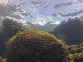 Tamandaré (PE), 25/10/2023 - Coral Montastraea cavernosa no recife Pirambu, na APA Costa dos Corais. Foto: Fernando Frazão/Agência Brasil