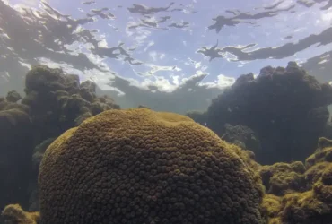 Tamandaré (PE), 25/10/2023 - Coral Montastraea cavernosa no recife Pirambu, na APA Costa dos Corais. Foto: Fernando Frazão/Agência Brasil