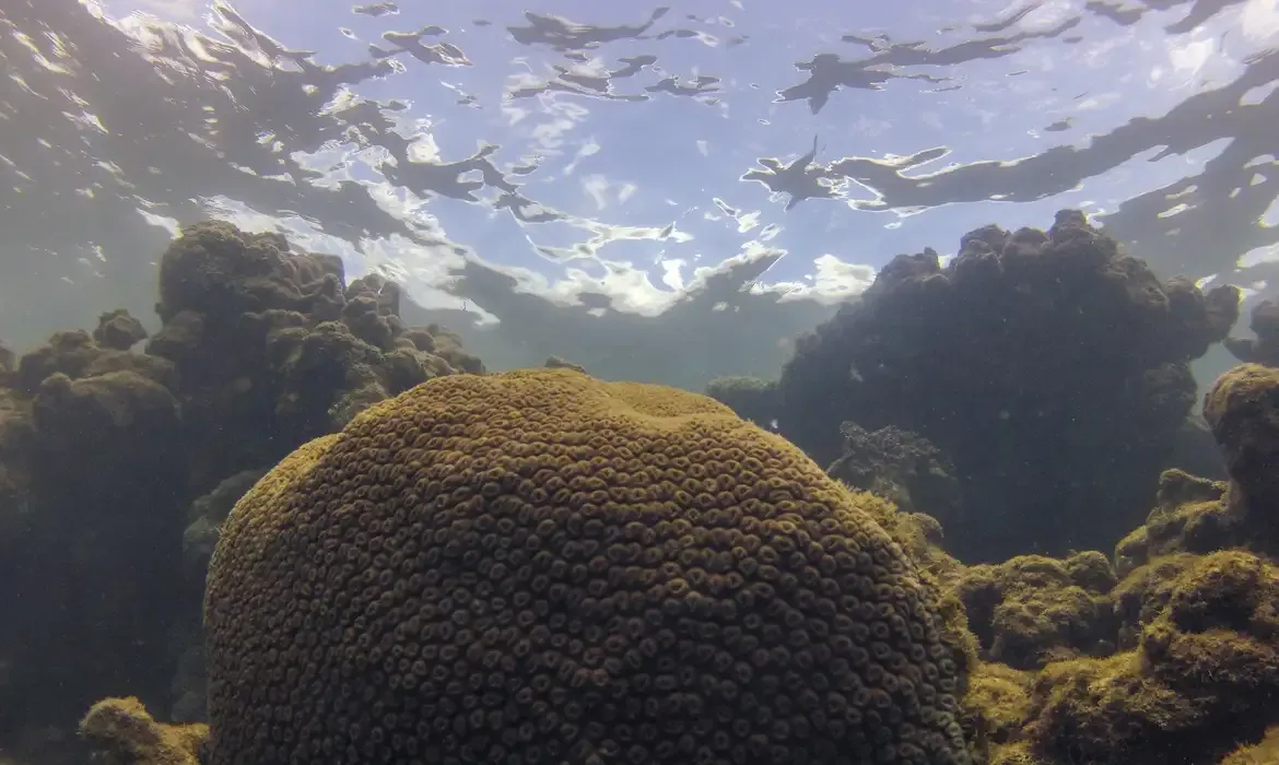 Tamandaré (PE), 25/10/2023 - Coral Montastraea cavernosa no recife Pirambu, na APA Costa dos Corais. Foto: Fernando Frazão/Agência Brasil