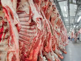 Exportação de carne bovina bate recorde antes do tarifaço dos EUA