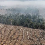 Apenas 7% das ações judiciais de grilagem na Amazônia resultam em condenação