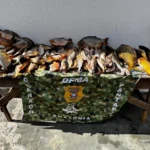 Polícia Civil - MT