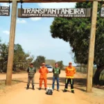 Bombeiros e Sema devolvem macaco-prego ao Pantanal após resgate bem-sucedido