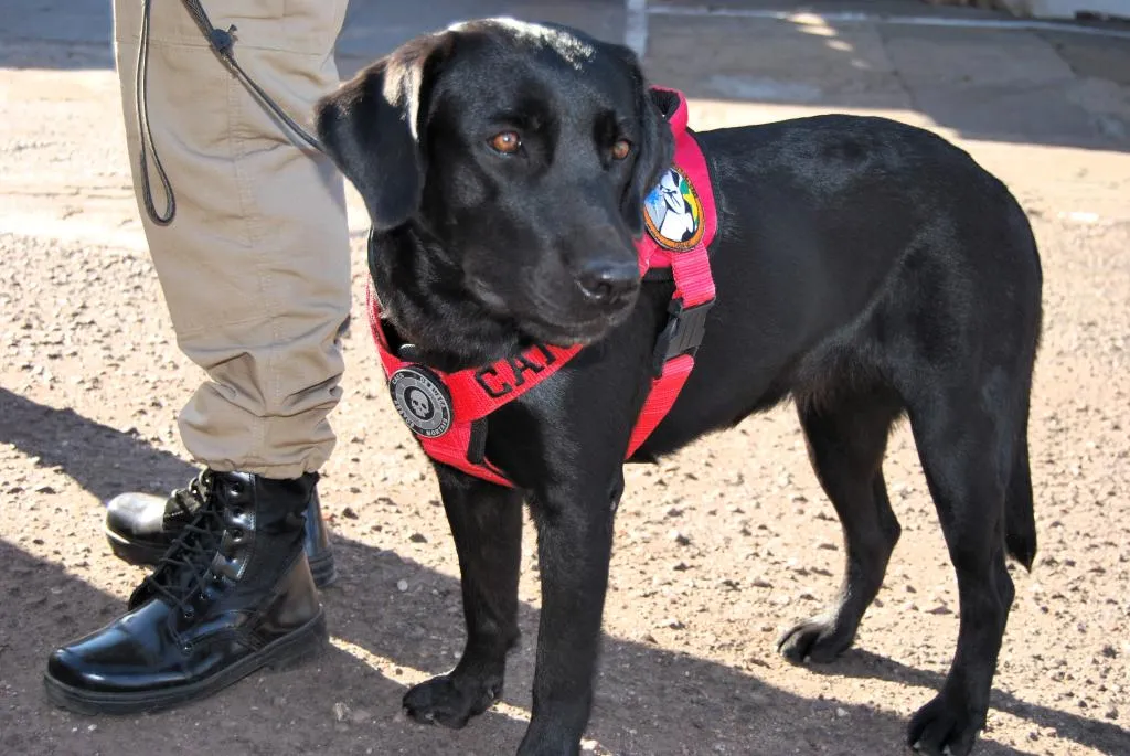 Cão farejador ajuda bombeiros a localizar corpo em área de mata em Várzea Grande