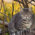 Diabetes em pets exige atencao redobrada a alimentacao e ao sobrepeso Pixabay 2