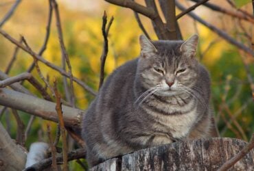 Diabetes em pets exige atencao redobrada a alimentacao e ao sobrepeso Pixabay 2