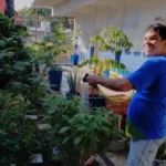 Feirinha de ervas medicinais em Cuiabá valoriza saberes tradicionais na educação especial