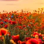 Flores