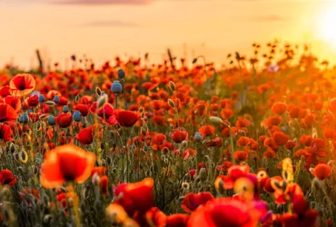 Flores