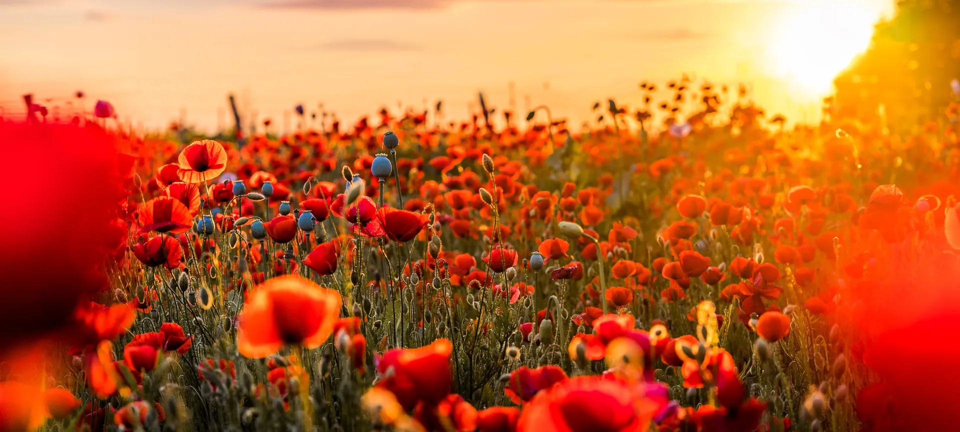 Flores