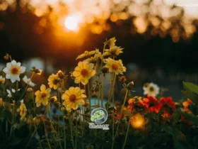 Flores