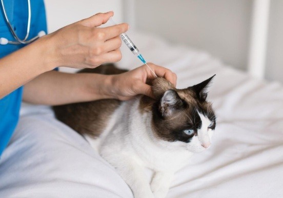 Imunizacao preventiva protege pets de doencas fatais Freepik 1