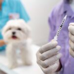 Imunizacao preventiva protege pets de doencas fatais Freepik 3
