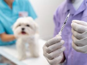 Imunizacao preventiva protege pets de doencas fatais Freepik 3
