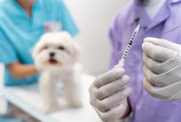 Imunizacao preventiva protege pets de doencas fatais Freepik 3