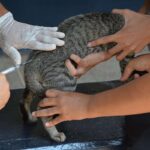 Mais de 2 mil animais ja foram vacinados contra raiva em Varzea Grande