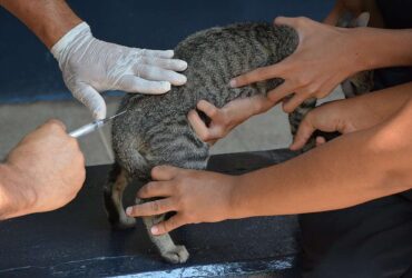 Mais de 2 mil animais ja foram vacinados contra raiva em Varzea Grande