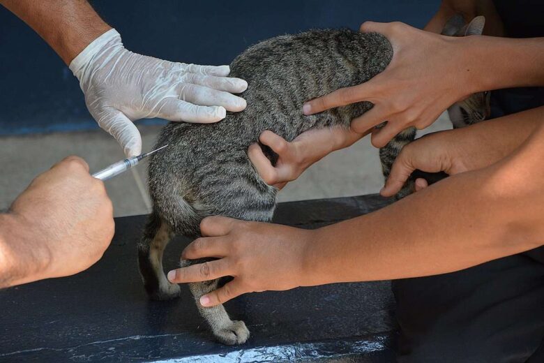 Mais de 2 mil animais ja foram vacinados contra raiva em Varzea Grande