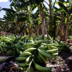 Mudas de banana-terra anã fortalecem agricultura e renda em Cáceres
