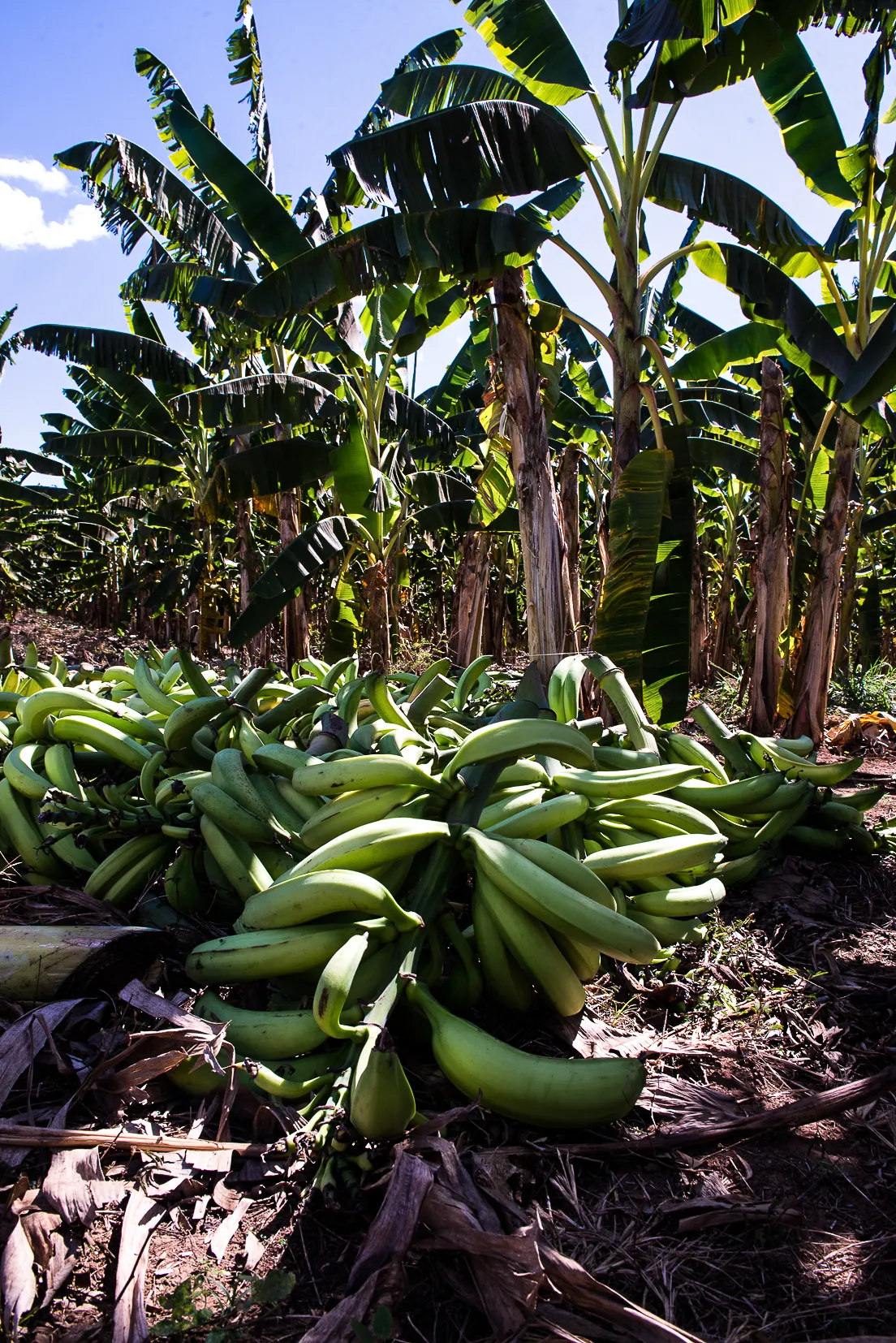 Mudas de banana-terra anã fortalecem agricultura e renda em Cáceres