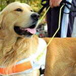 O papel silencioso dos animais que apoiam a saude humana Divulgacao CEUB