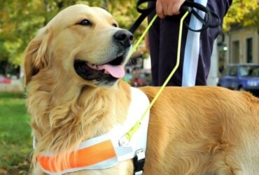 O papel silencioso dos animais que apoiam a saude humana Divulgacao CEUB