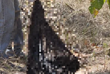 Ossada em Mato Grosso indica tortura e possível decapitação